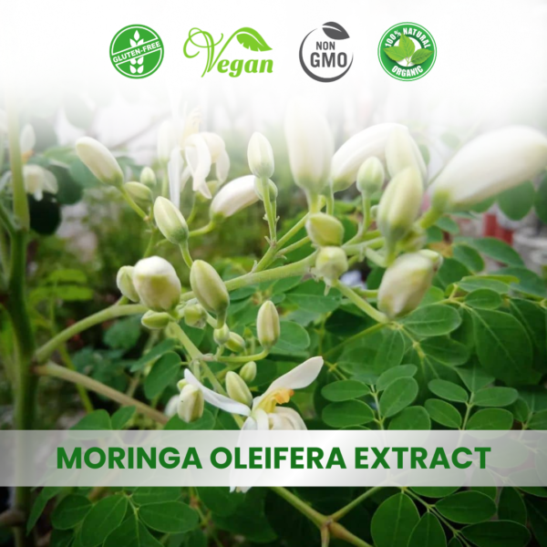 Gymnema Sylvestre Extract